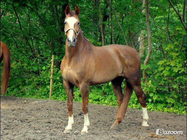 Dansk Varmblod Roma Hovgård -tidligere part - verdens smukkeste hest! et billede jeg var nød til at låne af Pia!!! SÅ smuk!<3 billede 1