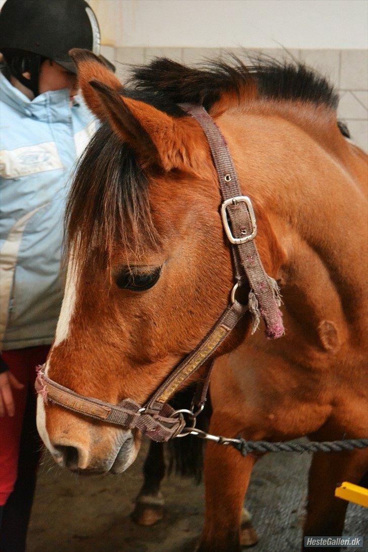 Anden særlig race SCT. Hans Solgt savnet <3 - smukke hans efter en ride tur billed:  *MND-PHOTO* billede 8