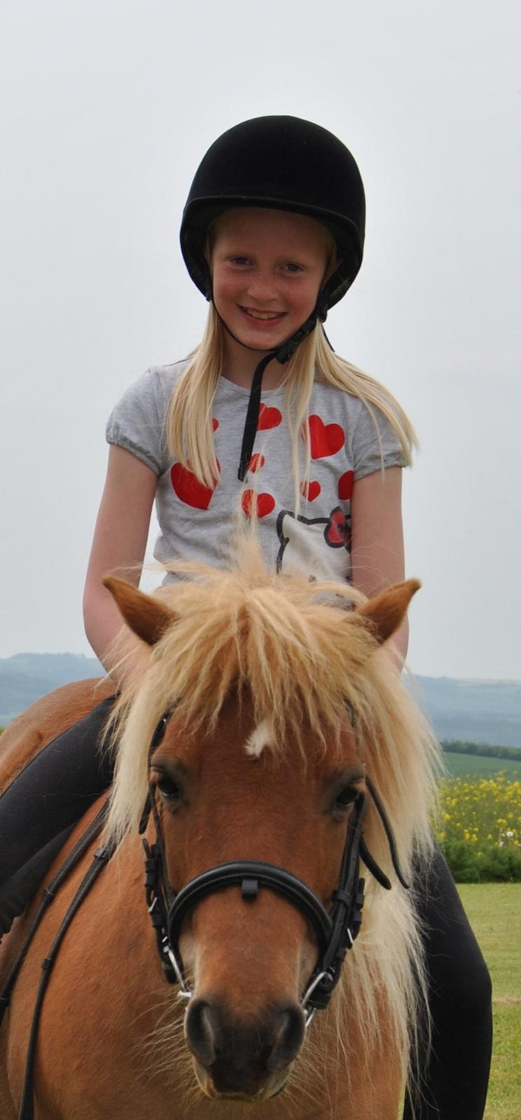 Shetlænder Flicka *Solgt billede 2