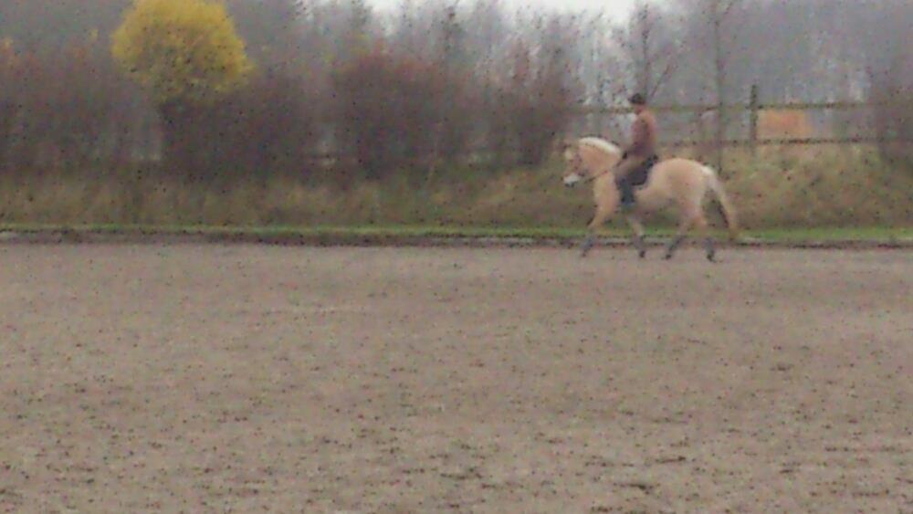 Fjordhest Freyja billede 16