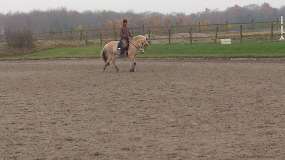 Fjordhest Freyja billede 17