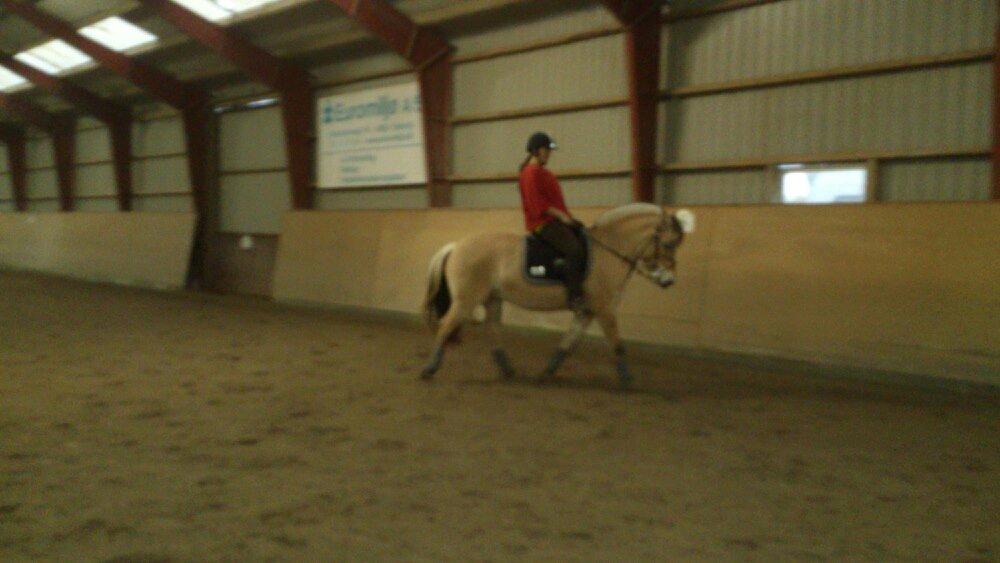 Fjordhest Freyja billede 20