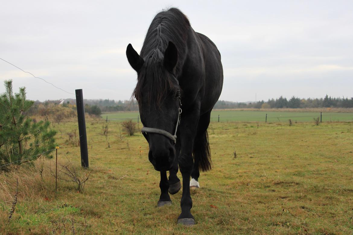 Dansk Varmblod Fürstin Macohl billede 1