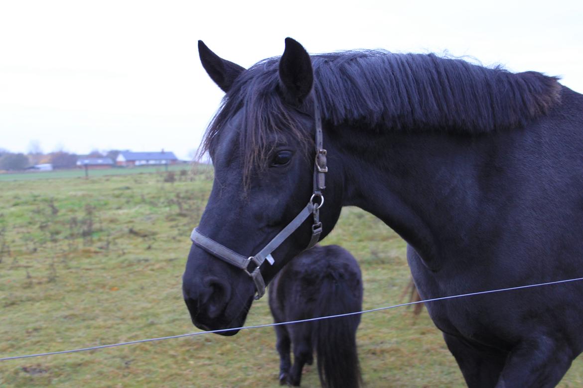 Dansk Varmblod Fürstin Macohl billede 2