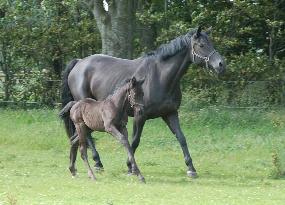 Dansk Varmblod Fürstin Macohl billede 3