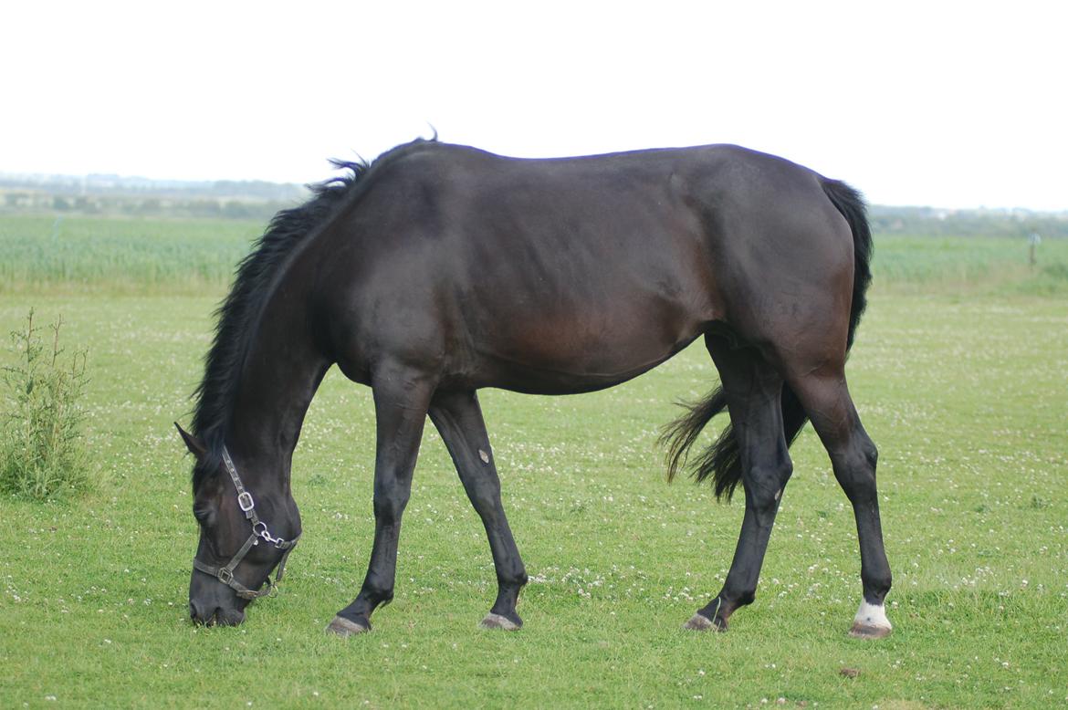 Dansk Varmblod Fürstin Macohl billede 4