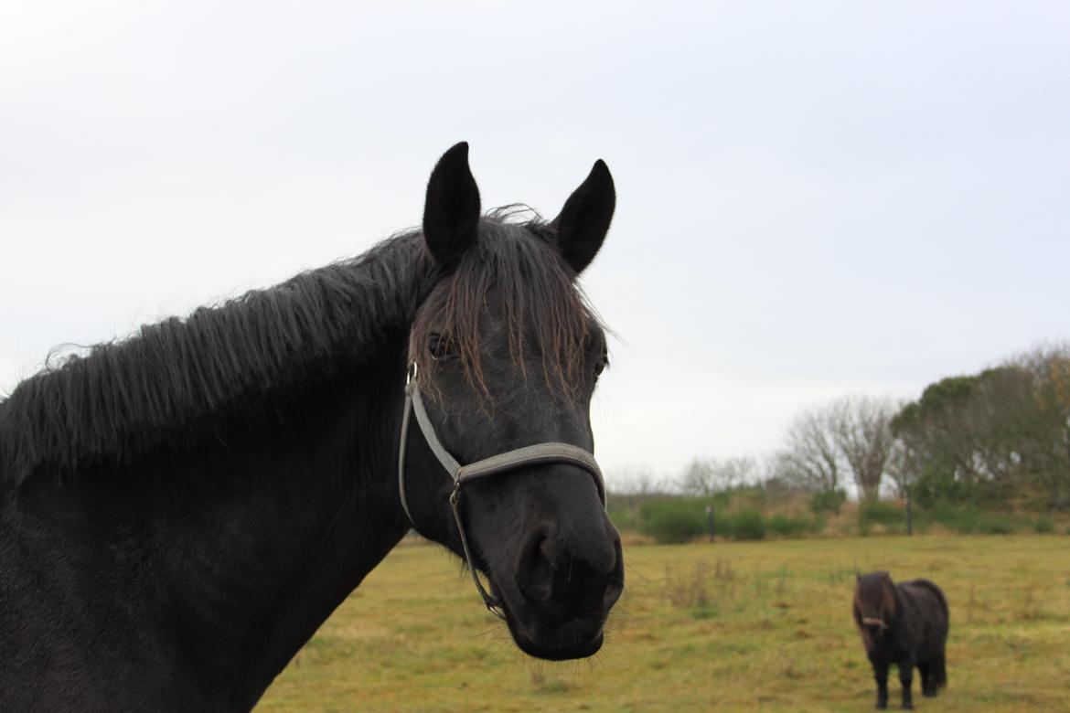 Dansk Varmblod Fürstin Macohl billede 5