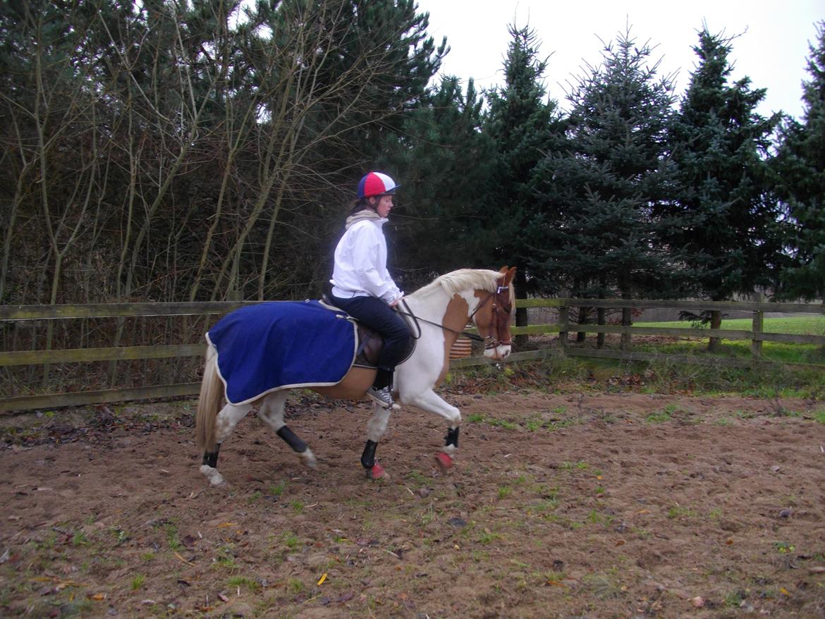 Anden særlig race Royal Rocky billede 6