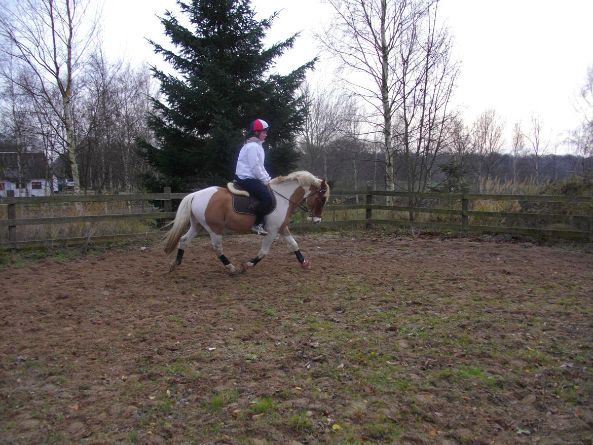 Anden særlig race Royal Rocky billede 7