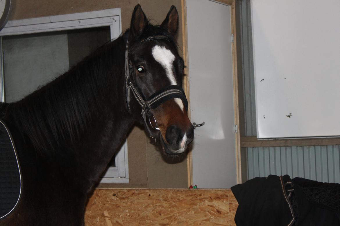 Dansk Varmblod Legendo billede 12