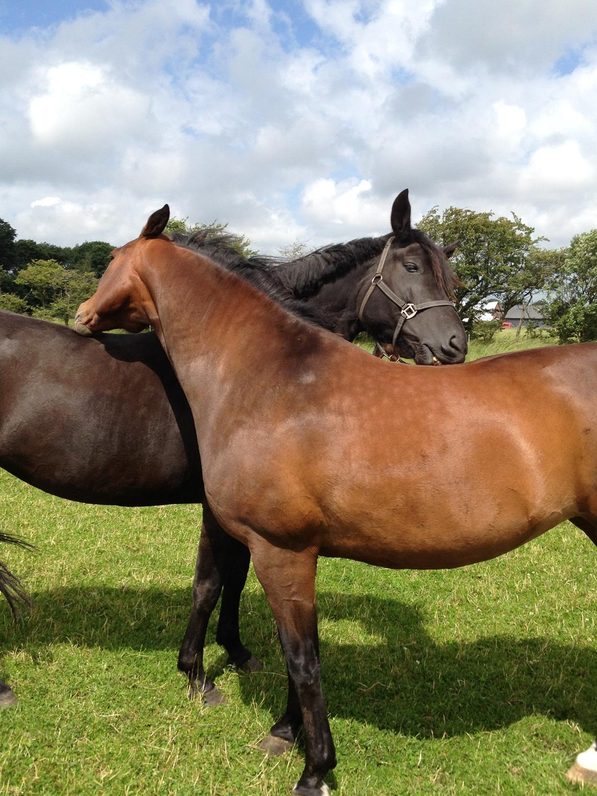 Dansk Varmblod Fürstin Macohl billede 6