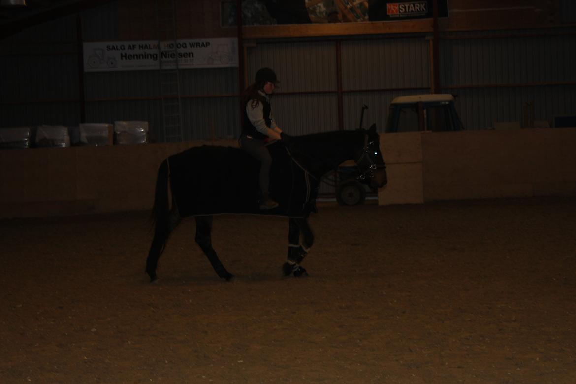 Dansk Varmblod Legendo billede 15