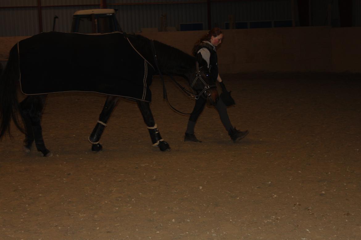 Dansk Varmblod Legendo - lille trætte Manse! billede 4