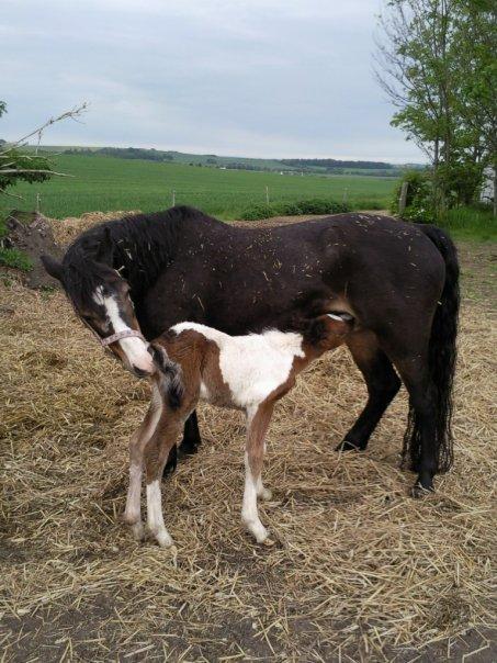 Anden særlig race Felix - En dag gammel, sammen med hans mor billede 14