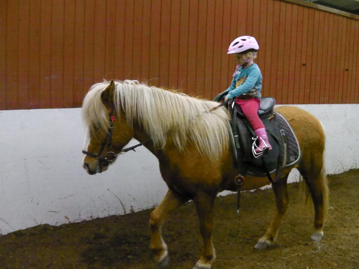 Islænder Prúð frá Grund - Isabella på bare 3 år rider Prúd alene billede 6