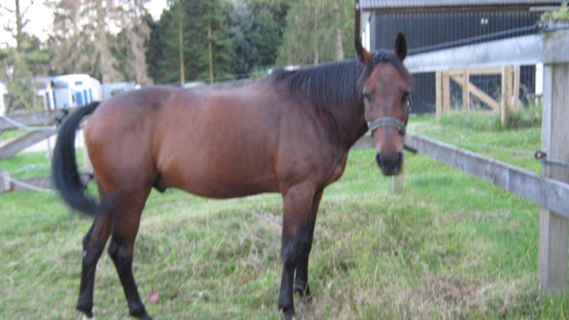 Traver Malachi - Han hørte ejeren komme for at fodre, så kom han ind og gumle
 Gøngehus Farmen 2012  billede 7