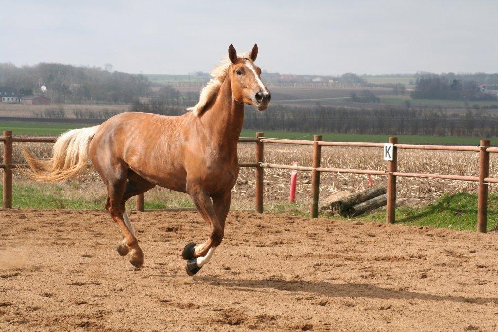 Palomino Kruses Chanell - Sommeren 2011. billede 7