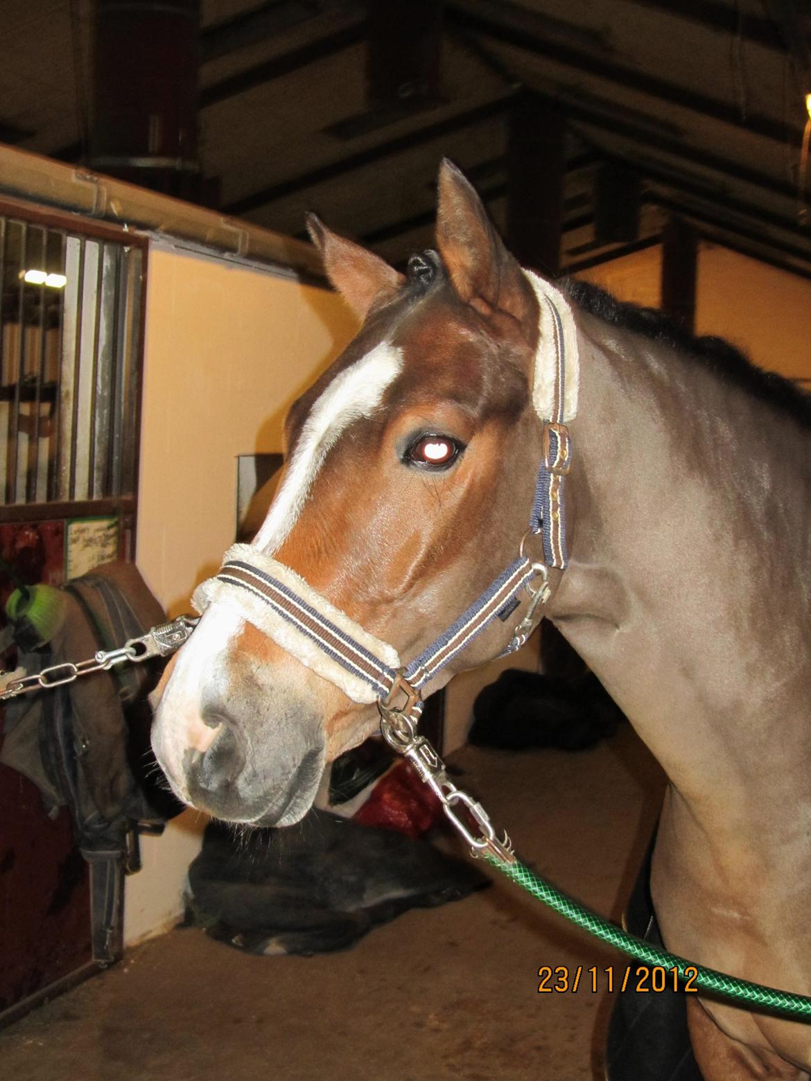 New Forest Egeballes Petroleum billede 13