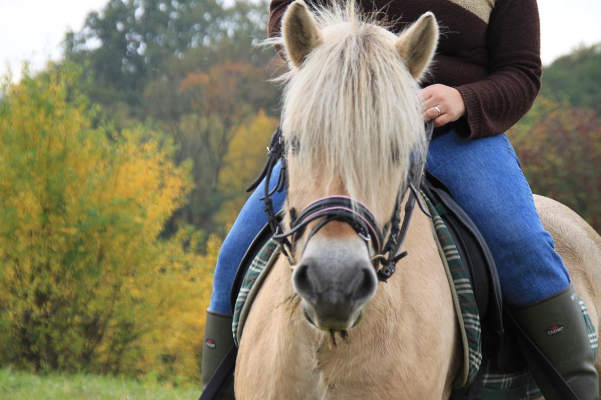 Fjordhest Højgaards Hella billede 5