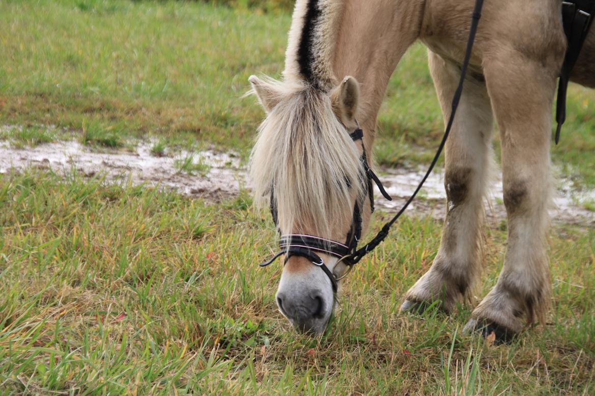 Fjordhest Højgaards Hella billede 17