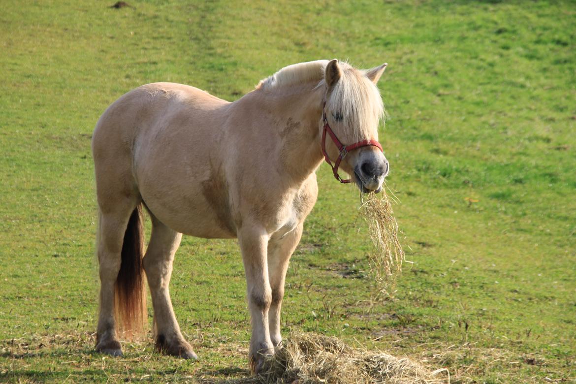 Fjordhest Højgaards Hella billede 16