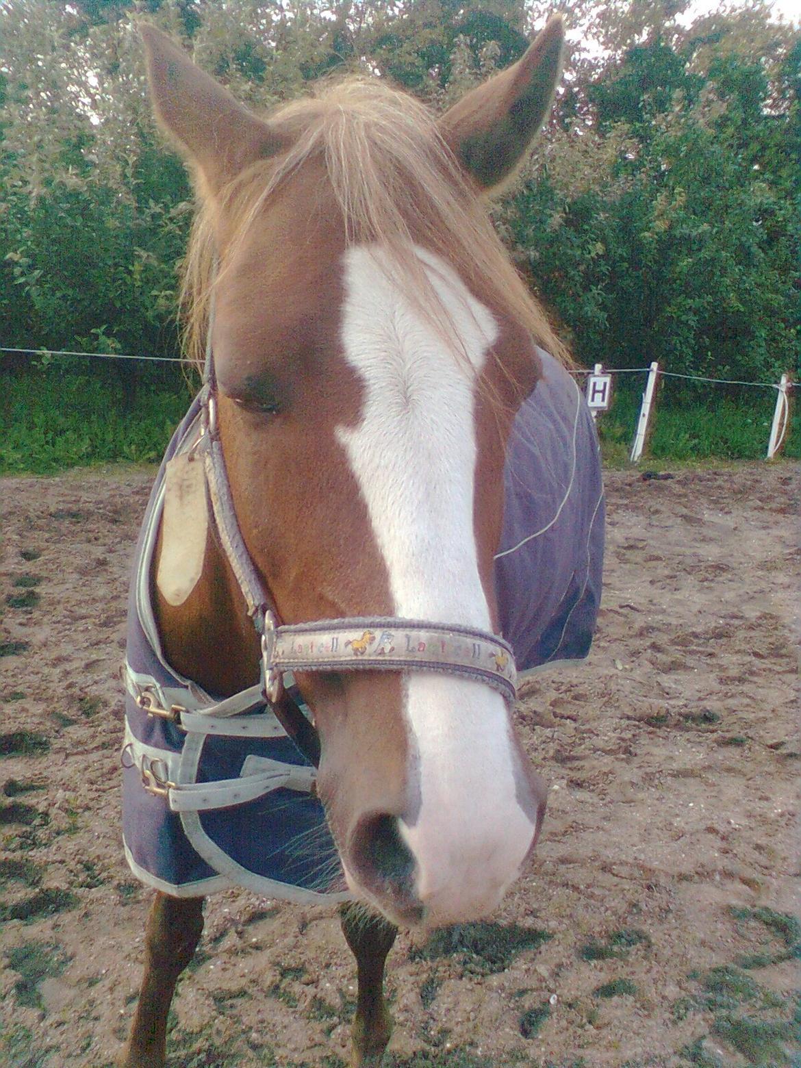 Anden særlig race Rocky billede 2