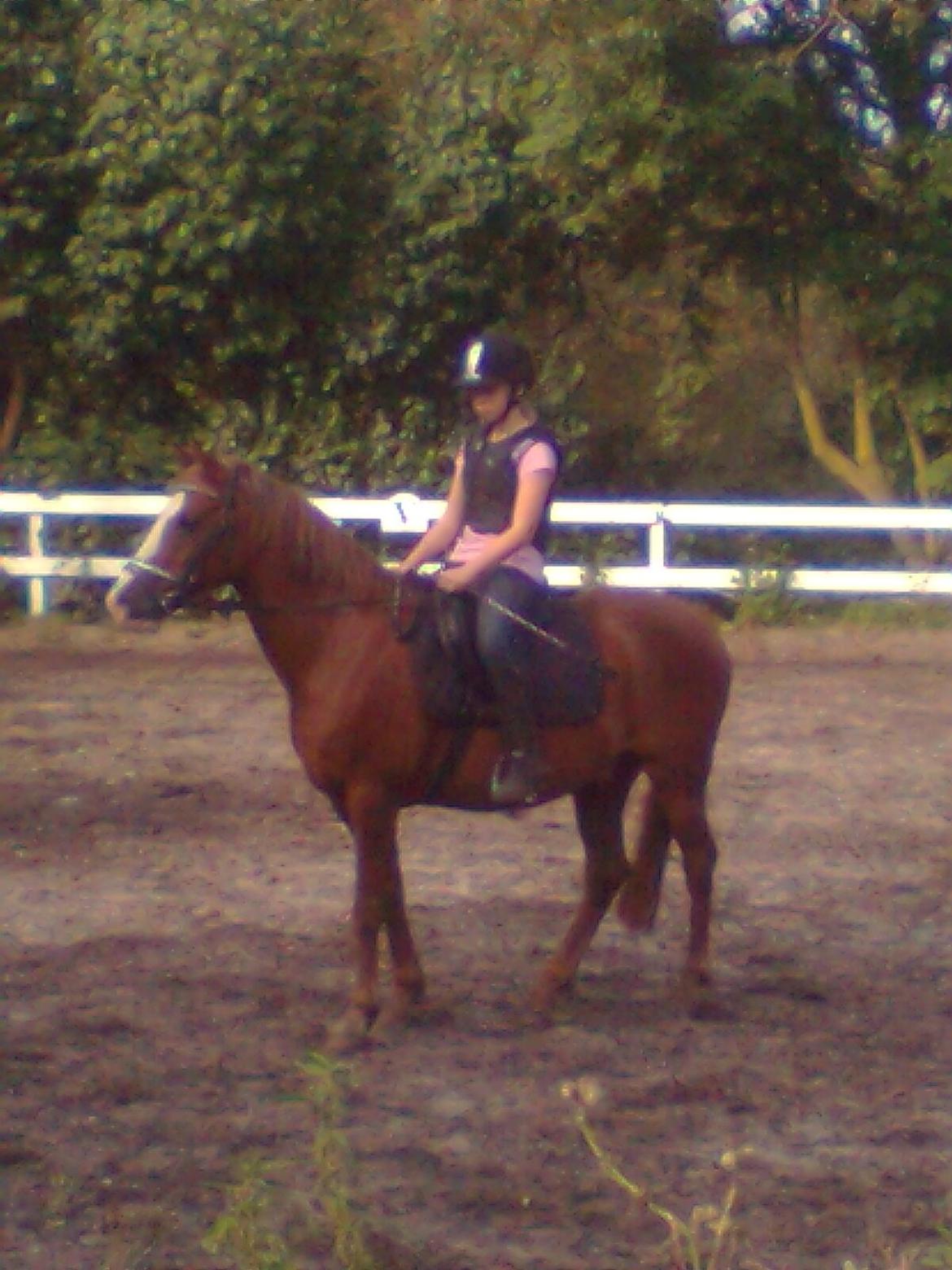 Anden særlig race Rocky billede 3