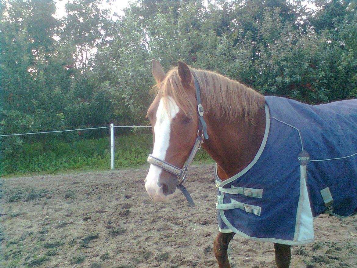 Anden særlig race Rocky billede 4