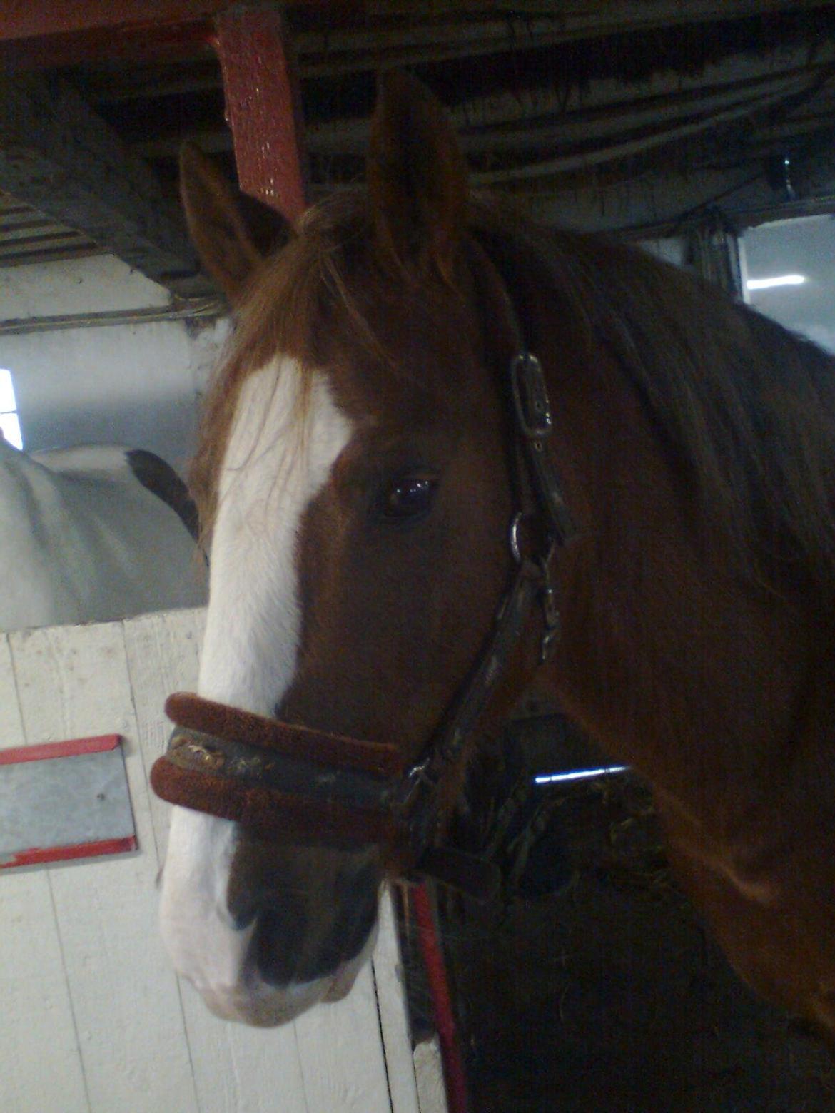 Anden særlig race Rocky billede 5