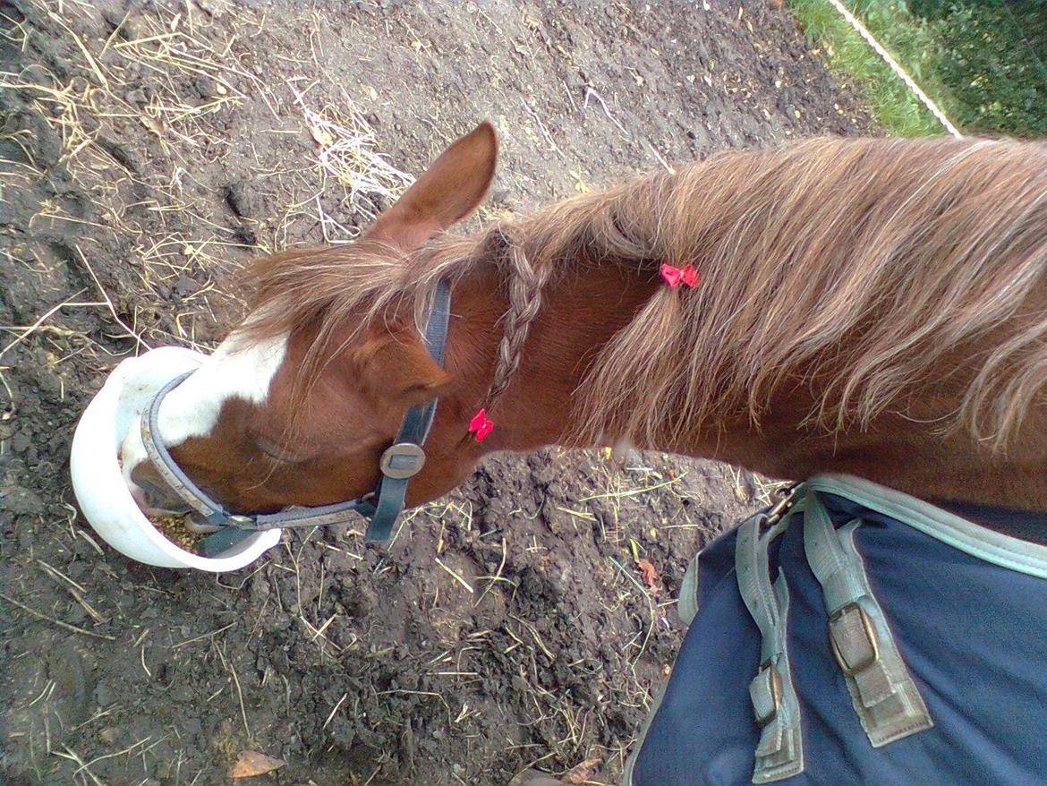 Anden særlig race Rocky billede 6