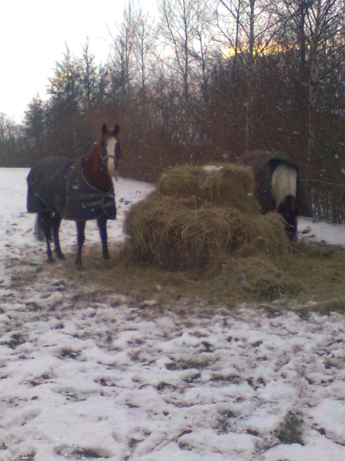 Anden særlig race Rocky billede 8