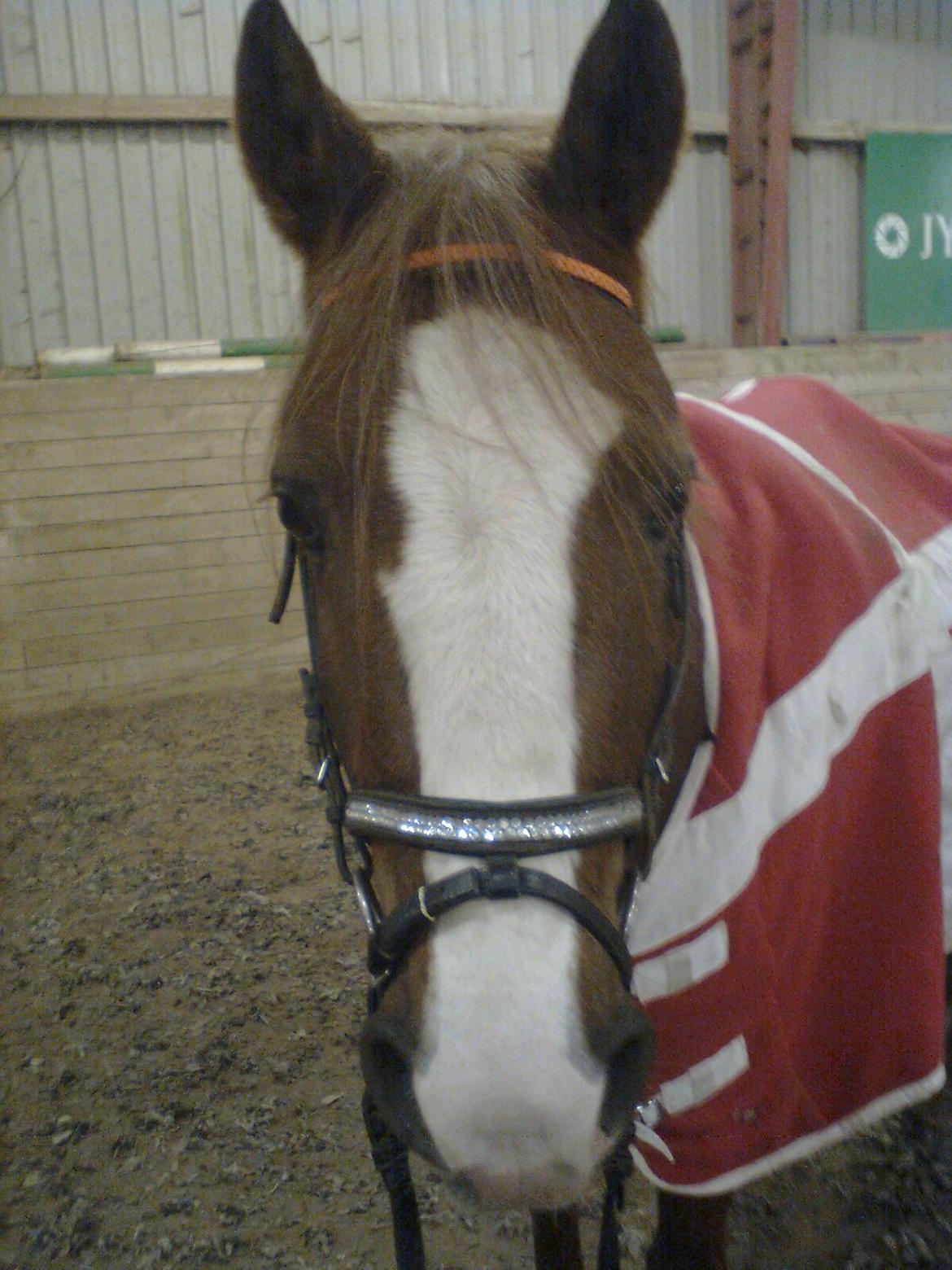 Anden særlig race Rocky billede 9