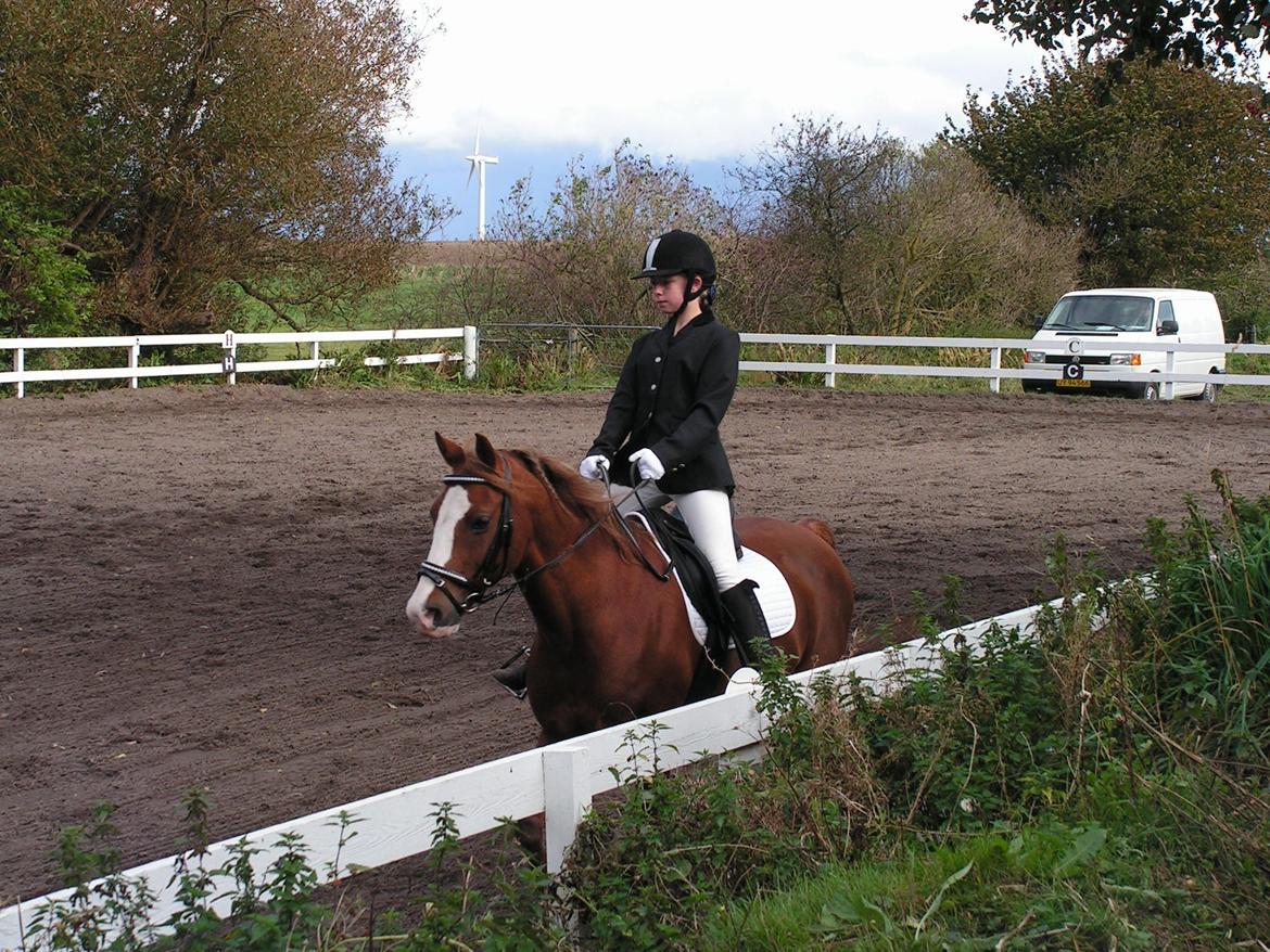 Anden særlig race Rocky billede 10