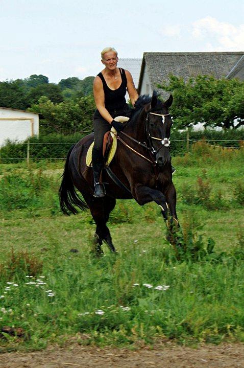 Oldenborg Safian's Sonnick R.I.P billede 9