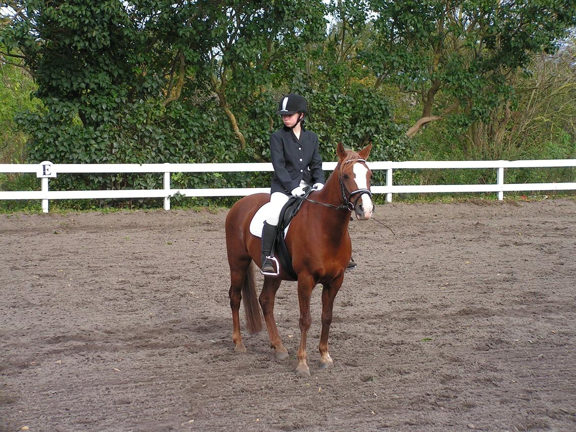 Anden særlig race Rocky billede 11
