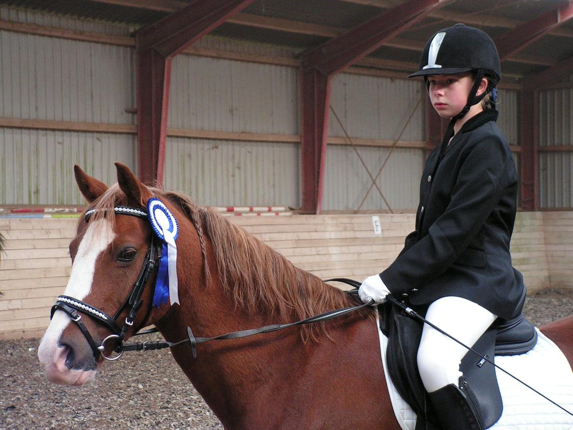 Anden særlig race Rocky billede 12