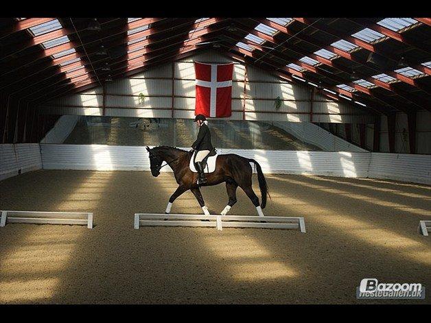 Oldenborg Safian's Sonnick R.I.P billede 10