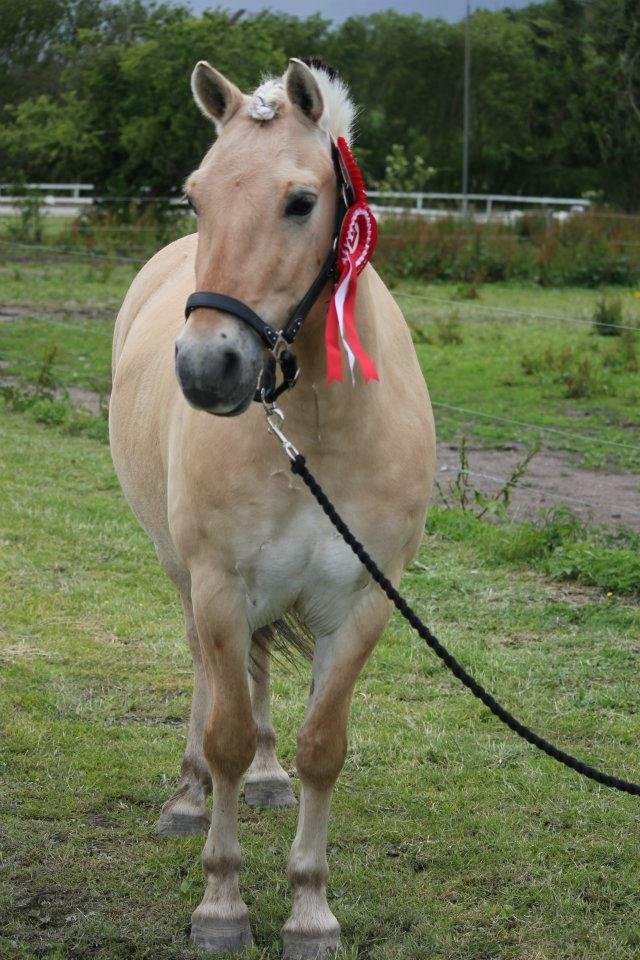 Fjordhest Victor *Forever In My Heart* - "Friends are like stars. You can't always see them, but you know they're always here." ♥. 
Foto: MPA Foto <3 billede 18