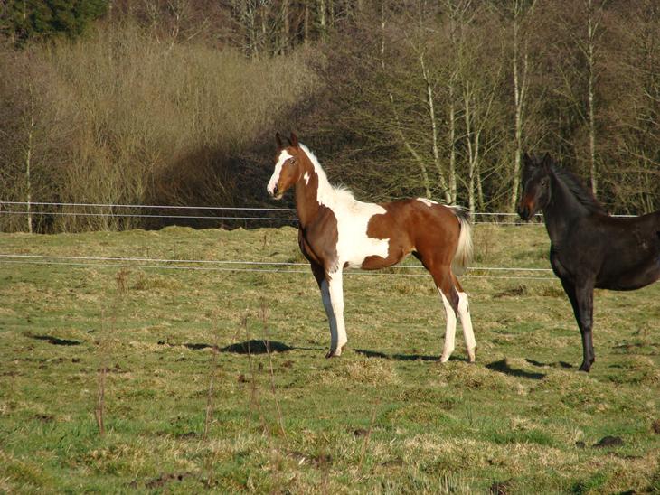 {{currentPhoto.altText}} billede {{currentPhoto.number}}