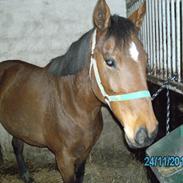 Polsk Varmblod Prada(PIPPI) (tidliger låne hest)