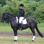 Anden særlig race Tara