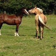 Welsh Cob (sec D) Rytterbjergets Nico