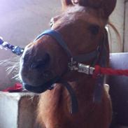 Shetlænder Fysser | Passer |