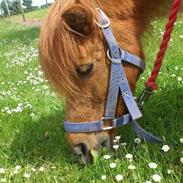 Shetlænder Fysser | Passer |