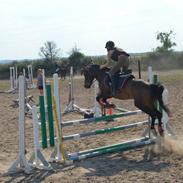 Welsh Pony af Cob-type (sec C) Bryngaer Emma Jane