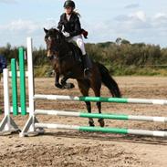 Welsh Pony af Cob-type (sec C) Bryngaer Emma Jane