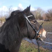 Welsh Pony af Cob-type (sec C) Bryngaer Emma Jane