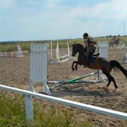 Welsh Pony af Cob-type (sec C) Bryngaer Emma Jane