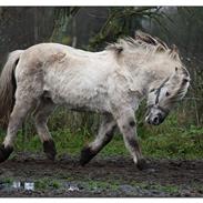 Fjordhest Kasper ~Soulmate~ <3