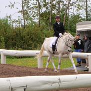 Anden særlig race El Shari (Låne hest)